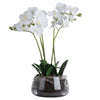 White Orchid in Glass Pot